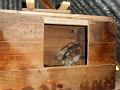 20110617 RINGING FOUR BABY OWLS AT LE BOSQUET 23